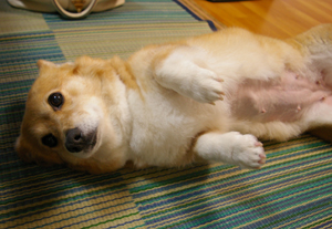 ダンボちゃん
