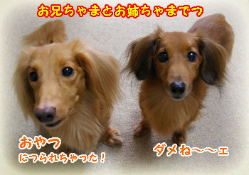 ポプリちゃん&セルフくん
