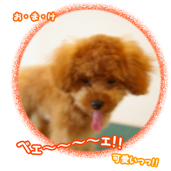 チョコくん