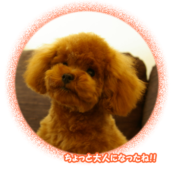 チョコくん