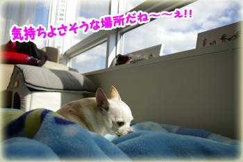 マイキーくん
