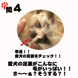 肉球に毛がいっぱい生えてますか?