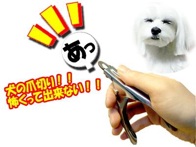 �|�C���g�Ƃ�������Ώ��ɏo����I�I