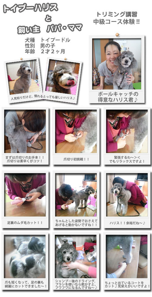 トリプー・ハリスくんトリミング講習体験記!!